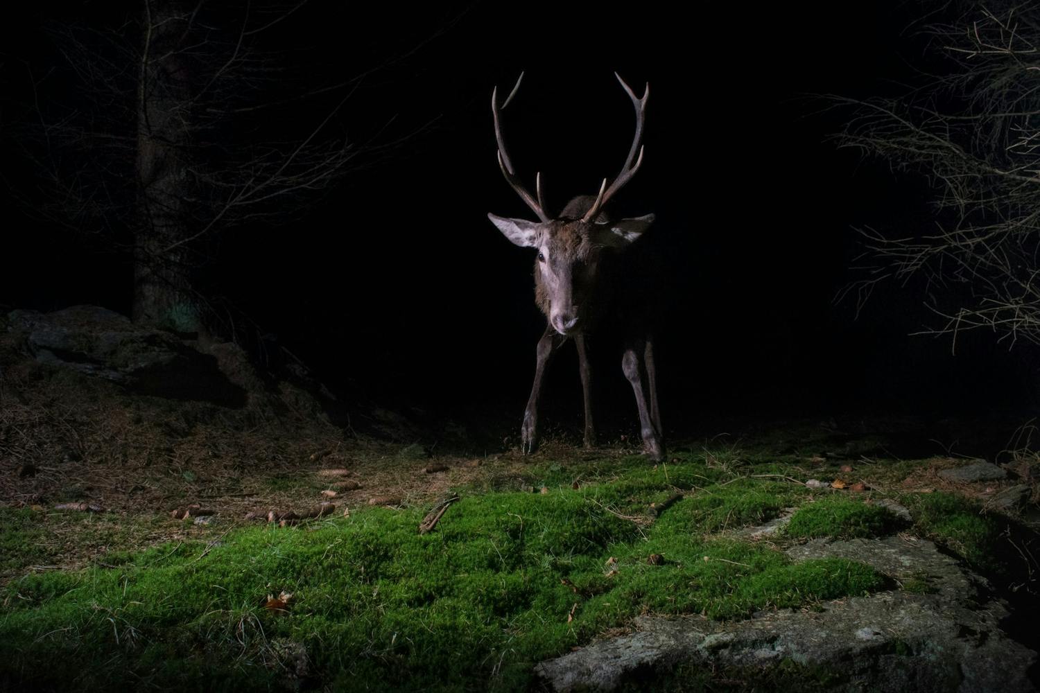 Sådan bruger du en kamerafælde